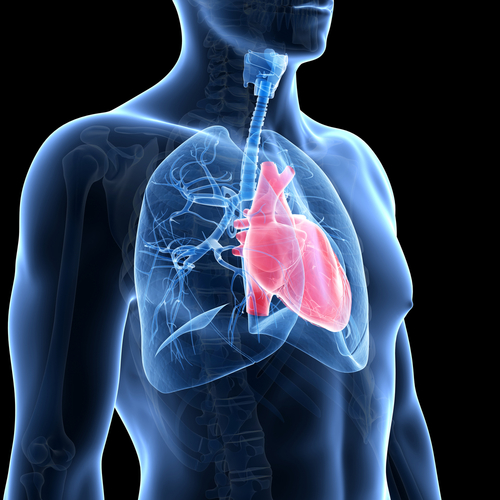 Upfront combination therapy may reduce RV volumes in PAH patients - preview image