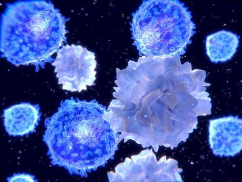 RESPIRE2 fellow finds CD103+ dendritic cells may help to limit allergic airway inflammation - preview image
