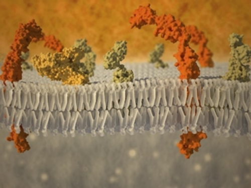 Study sheds light on how drug molecules regulate protein linked to asthma - preview image